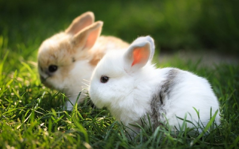 กระต่ายตลาดนัด